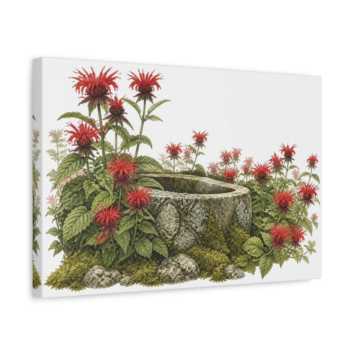Side Mockup 4. Scarlet Bee Balm And Stone Trough shown as canvas print