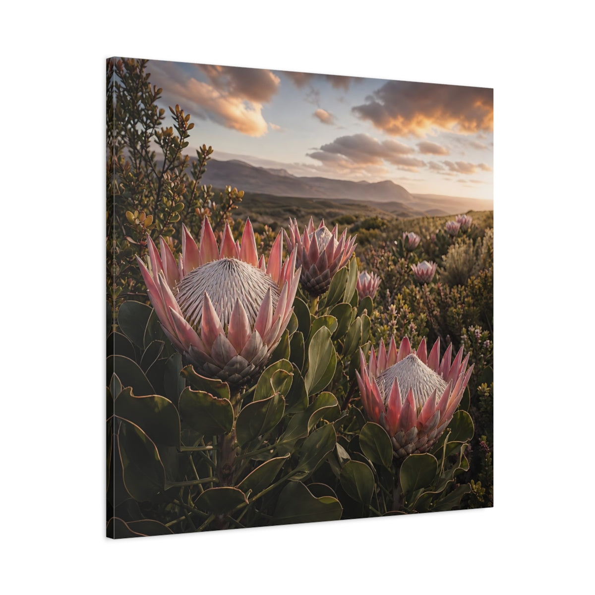 Main Mockup. Sunset King Proteas shown as canvas print