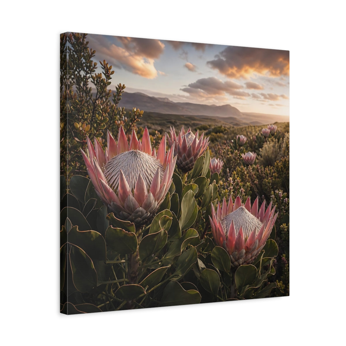 Side Mockup 5. Sunset King Proteas shown as canvas print