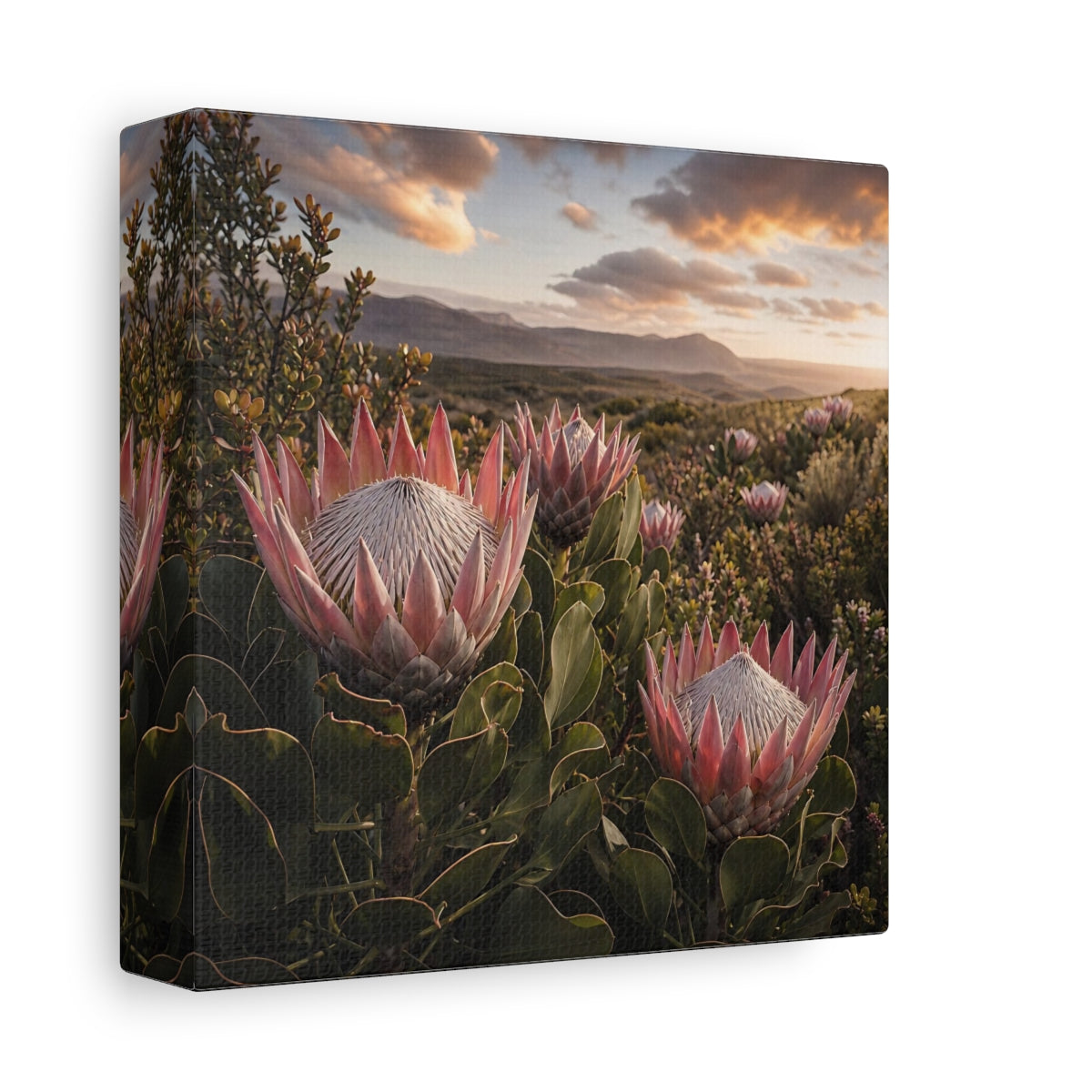 Side Mockup 2. Sunset King Proteas shown as canvas print