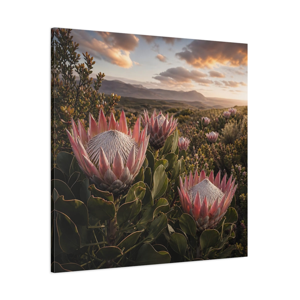 Side Mockup 1. Sunset King Proteas shown as canvas print