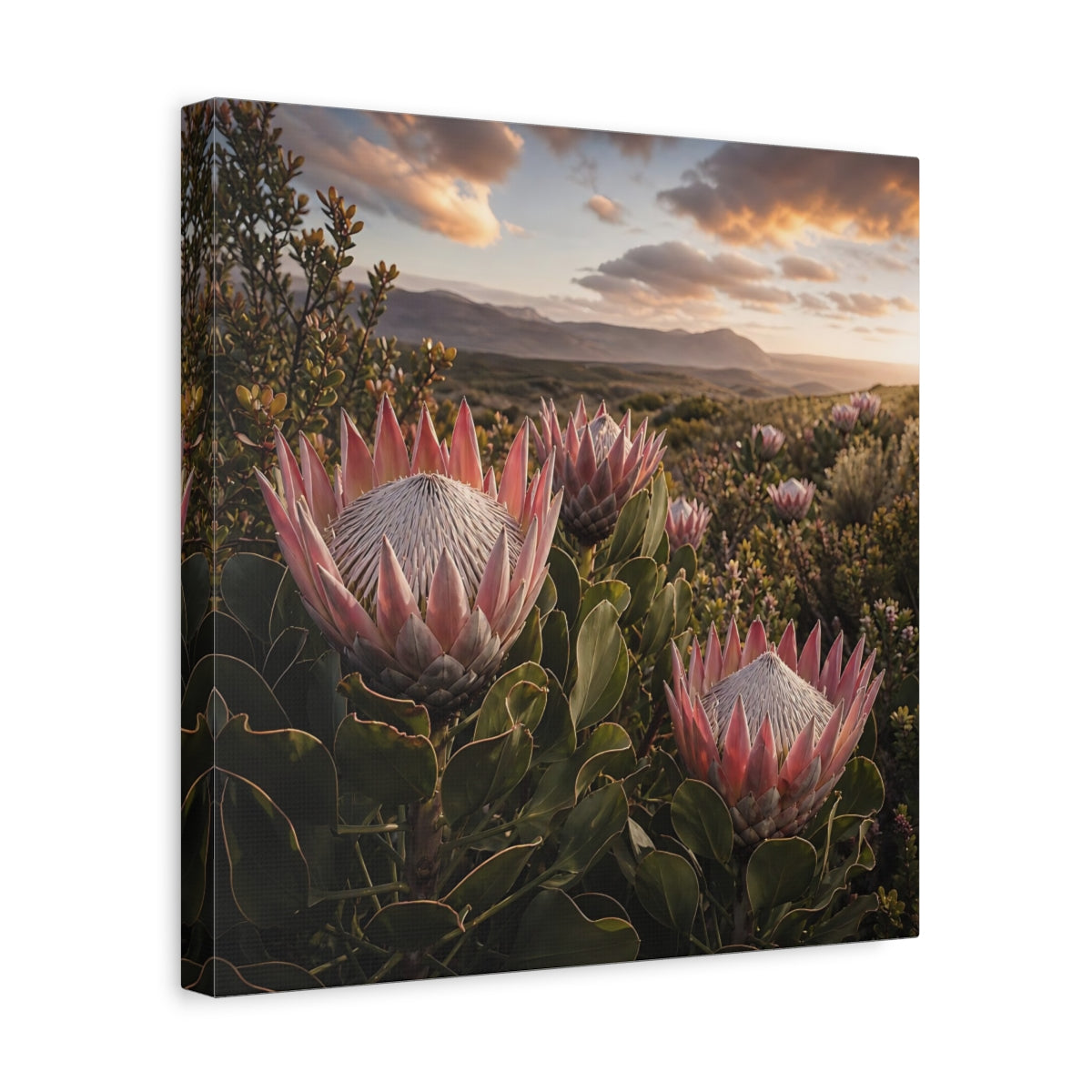 Side Mockup 7. Sunset King Proteas shown as canvas print