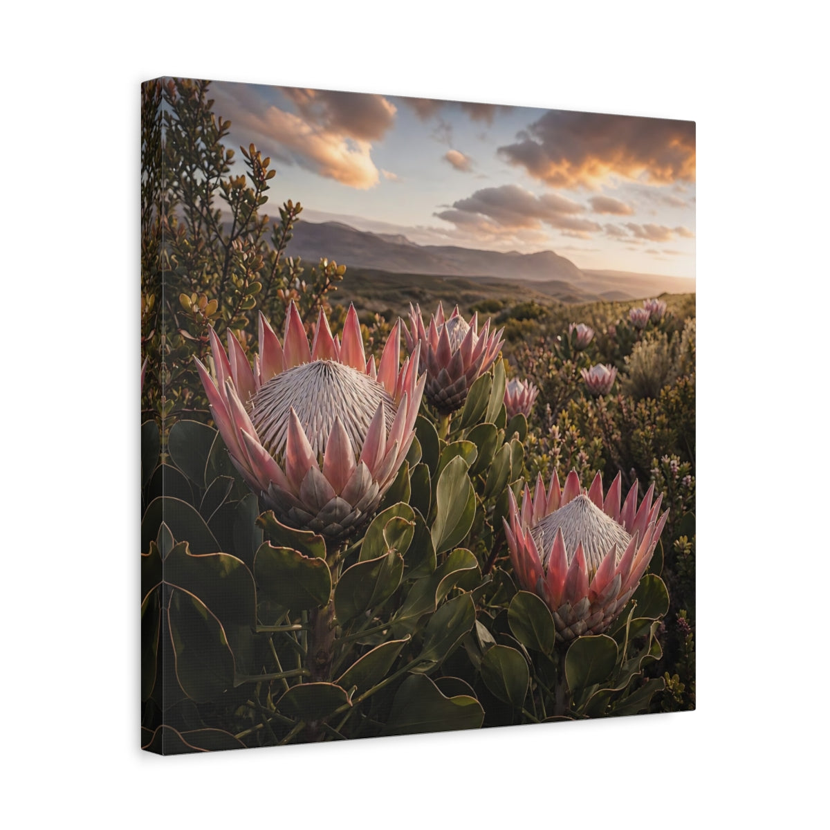 Side Mockup 6. Sunset King Proteas shown as canvas print