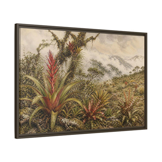 Main Mockup. Vintage Botanical Bromeliads shown as framed canvas print
