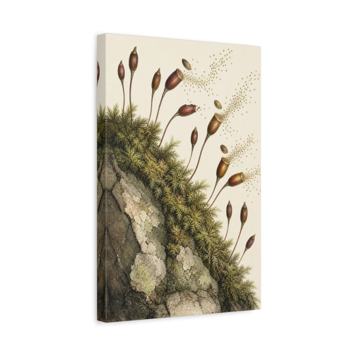 Side Mockup 4. Vintage Botanical Illustrations Moss Capsules Nature Seedpods shown as canvas print