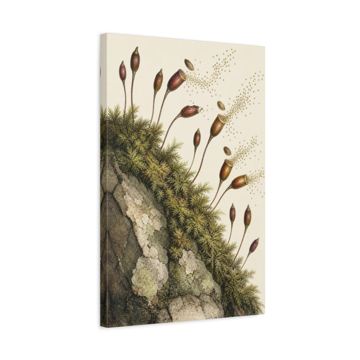 Side Mockup 3. Vintage Botanical Illustrations Moss Capsules Nature Seedpods shown as canvas print