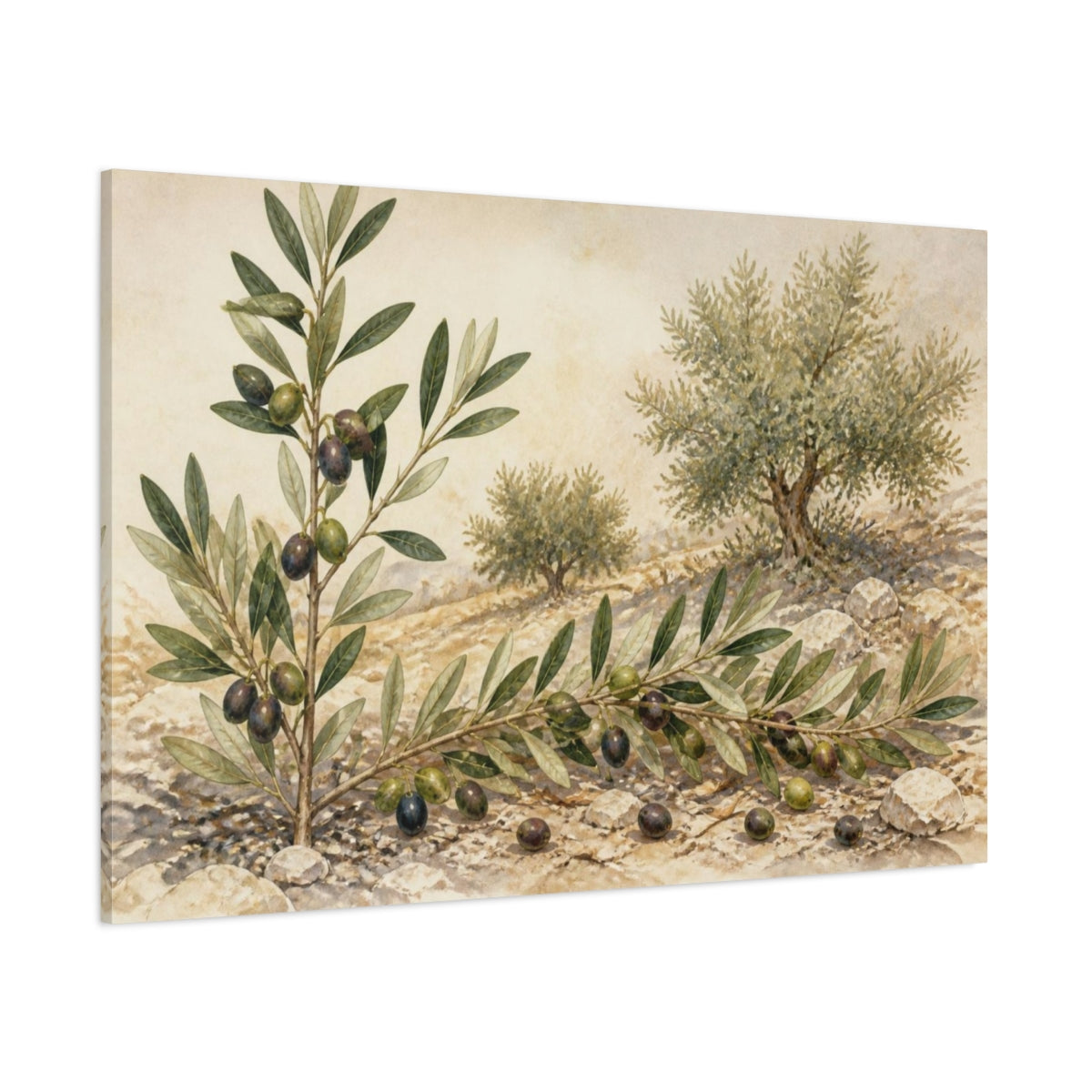 Side Mockup 1. Vintage Olive Branch Study shown as canvas print