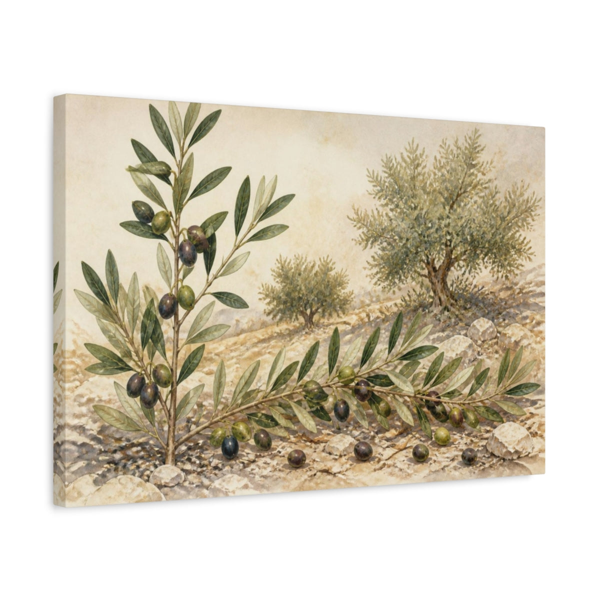 Side Mockup 3. Vintage Olive Branch Study shown as canvas print